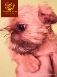 cachorro-grifon-para-venta-01.jpg