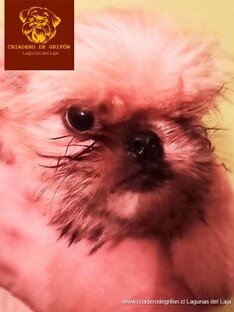 cachorro-grifon-para-venta-02.jpg